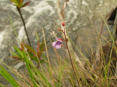 Utricularia hispida