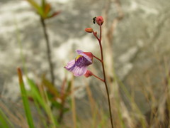 Utricularia hispida