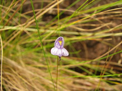 Utricularia hispida