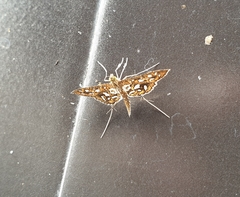 Nausinoe geometralis