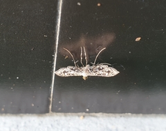 Nausinoe geometralis