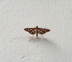 Nausinoe geometralis