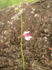 Utricularia hispida