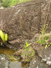 Utricularia hispida