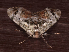 Enchesphora recurvalis