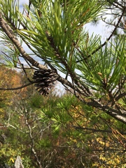 Pinus pungens