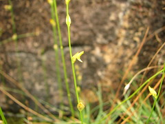 Utricularia erectiflora