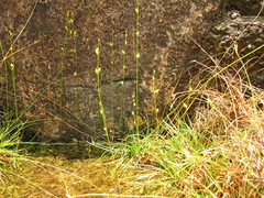 Utricularia erectiflora