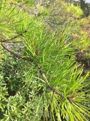 Pinus pungens