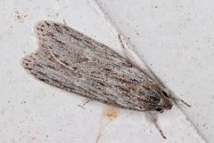 Phloeograptis