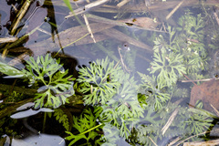 Ranunculus flabellaris
