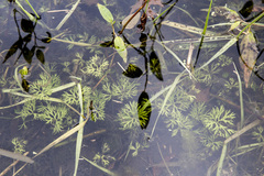 Ranunculus flabellaris