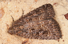 Hypoperigea tonsa