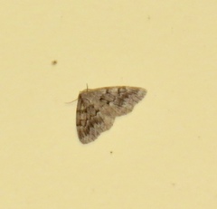 Nepytia