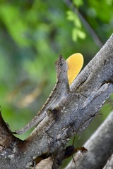 Anolis jubar oriens