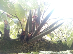 Trichocentrum brachyphyllum