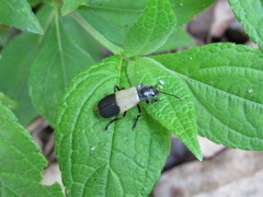 Chauliognathus tripartitus