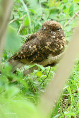 Caprimulgus poliocephalus