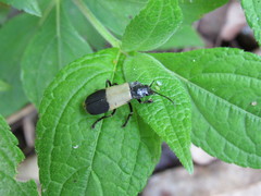 Chauliognathus tripartitus