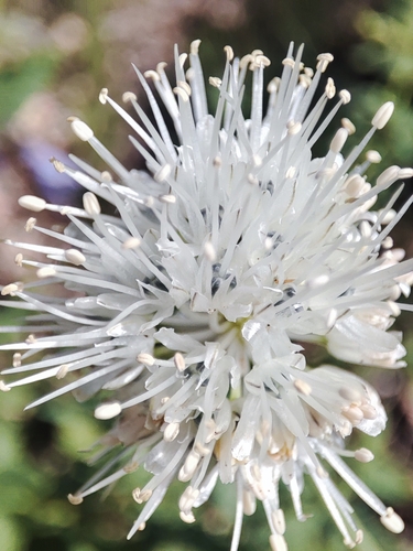 Whitehead onion (Allium leucocephalum)