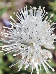 Whitehead onion (Allium leucocephalum)