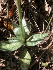 Goodyera daibuzanensis
