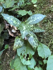 Goodyera daibuzanensis