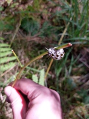 Lophocampa roseata