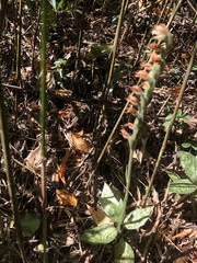 Goodyera daibuzanensis