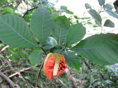 Tabernaemontana glabra