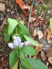 Gentiana decora