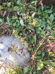 Hypericum graveolens