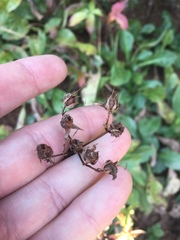 Hypericum graveolens