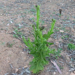 Pterocaulon serrulatum