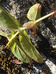 Hypericum graveolens