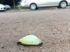 Aphrissa statira statira