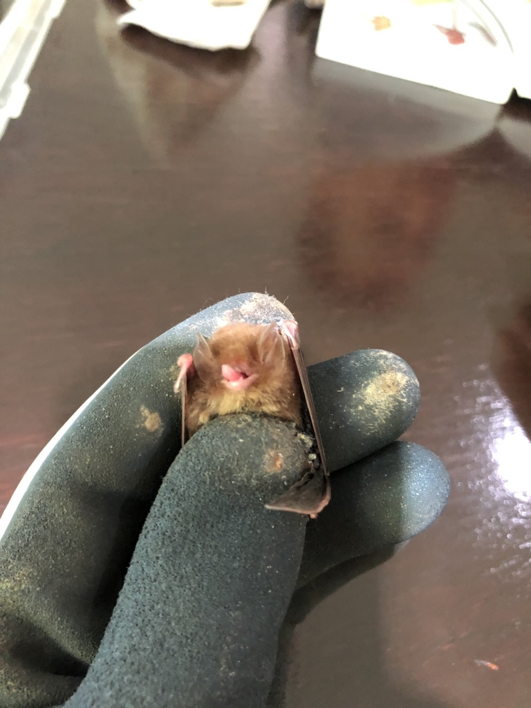 Small Woolly Bat