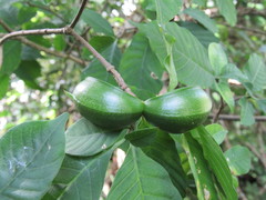 Tabernaemontana glabra