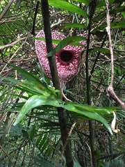 Aristolochia grandiflora image