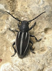 Dorcadion fuliginator