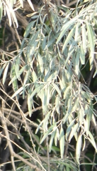 Elaeagnus angustifolia