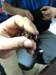 Glischropus tylopus
