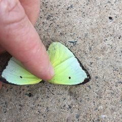 Aphrissa statira statira