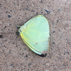 Aphrissa statira statira