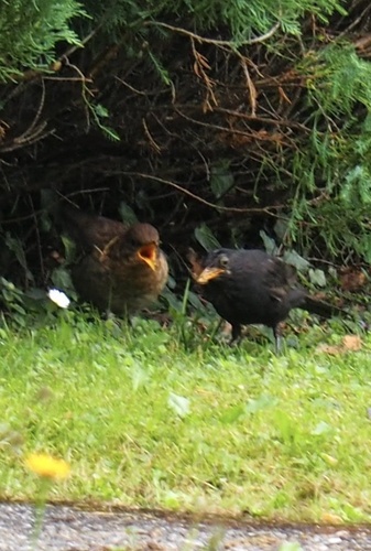 Amsel