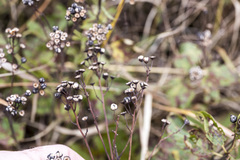 Ceanothus americanus