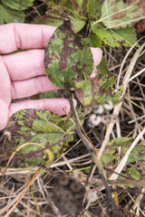 Ceanothus americanus