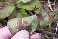Ceanothus americanus