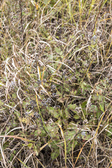 Ceanothus americanus