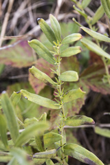 Lithospermum canescens